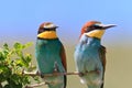 European bee eater (Merops Apiaster)