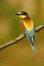 European Bee-eater, Merops apiaster, beautiful bird sitting on the branch with dragonfly in the bill. Action bird scene in the nat Royalty Free Stock Photo