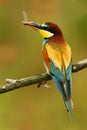 European Bee-eater, Merops apiaster, beautiful bird sitting on the branch with dragonfly in the bill. Action bird scene in the nat Royalty Free Stock Photo