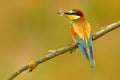 European Bee-eater, Merops apiaster, beautiful bird sitting on the branch with dragonfly in the bill. Action bird scene in the nat Royalty Free Stock Photo