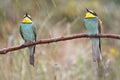 European bee-eater, Merops apiaster, beautiful colored bird Royalty Free Stock Photo