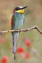 European bee-eater, Merops apiaster, beautiful colored bird Royalty Free Stock Photo