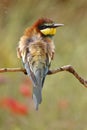 European bee-eater, Merops apiaster, beautiful colored bird Royalty Free Stock Photo