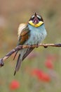 European bee-eater, Merops apiaster, beautiful colored bird Royalty Free Stock Photo