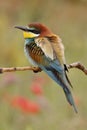 European bee-eater, Merops apiaster, beautiful colored bird Royalty Free Stock Photo