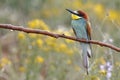 European bee-eater, Merops apiaster, beautiful colored bird Royalty Free Stock Photo