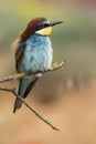 European bee-eater, Merops apiaster, beautiful colored bird Royalty Free Stock Photo