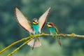 European bee-eater Merops apiaster