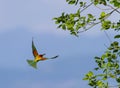 European bee-eater, merops apiaster, bird flight Royalty Free Stock Photo