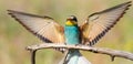 European bee-eater, merops apiaster. A bird with its prey perches on a branch Royalty Free Stock Photo