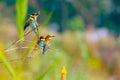 European bee-eater or Merops apiaster, birds perched on branch Royalty Free Stock Photo