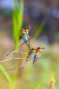 European bee-eater or Merops apiaster, birds perched on branch Royalty Free Stock Photo