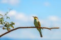 European bee-eater (Merops apiaster)