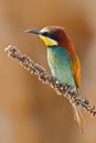 European bee-eater, Merops apiaster