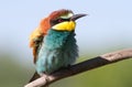 European bee eater, Merops apiaster. Close-up portrait. Bird feathers