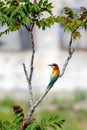 European bee-eater Merops apiaster, colorful bee eater wild bird in natural habitat. Wildlife portrait against shiny background