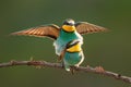 European bee-eater couple mating on bough in summer. Royalty Free Stock Photo