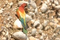 European bee-eater Merops apiaster, exotic colorful bird Royalty Free Stock Photo