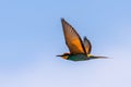 European bee-eater or Merops Apiaster fly in natural habitat