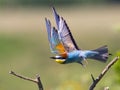 European bee-eater Merops apiaster is flying wings are open, birds of paradise, rainbow colors high quality resulation puzzle