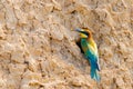 European Bee-eater or Merops apiaster on ground near hole nest Royalty Free Stock Photo