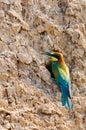 European Bee-eater or Merops apiaster on ground near hole nest Royalty Free Stock Photo