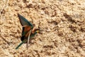 European Bee-eater or Merops apiaster on ground near hole nest Royalty Free Stock Photo