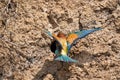 European Bee-eater or Merops apiaster on ground near hole nest Royalty Free Stock Photo