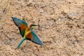 European Bee-eater or Merops apiaster on ground near hole nest Royalty Free Stock Photo