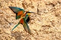 European Bee-eater or Merops apiaster on ground near hole nest Royalty Free Stock Photo