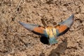 European Bee-eater or Merops apiaster on ground near hole nest Royalty Free Stock Photo