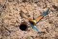 European Bee-eater or Merops apiaster on ground near hole nest Royalty Free Stock Photo