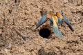 European Bee-eater or Merops apiaster on ground near hole nest Royalty Free Stock Photo