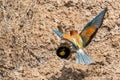 European Bee-eater or Merops apiaster on ground near hole nest Royalty Free Stock Photo