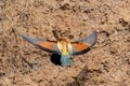 European Bee-eater or Merops apiaster on ground near hole nest Royalty Free Stock Photo