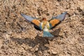 European Bee-eater or Merops apiaster on ground near hole nest Royalty Free Stock Photo