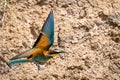 European Bee-eater or Merops apiaster on ground near hole nest Royalty Free Stock Photo