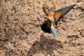 European Bee-eater or Merops apiaster on ground near hole nest Royalty Free Stock Photo
