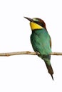 European Bee-eater (Merops apiaster). Royalty Free Stock Photo