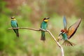The European bee-eater Merops apiaster landing on a stick with prey in its beak. Three bee-etaters on a branch each with a bee Royalty Free Stock Photo