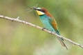 European bee-eater Merops apiaster. Middle size colorful bird standing on the branch, with club-tailed dragonfly in the beak.
