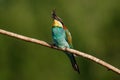 European bee-eater, Merops apiaster. The most colorful bird of Eurasia. The bird caught its prey. Royalty Free Stock Photo