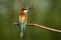 European bee-eater, Merops apiaster. The most colorful bird of Eurasia. The bird caught its prey. Royalty Free Stock Photo