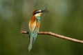 European bee-eater, Merops apiaster. The most colorful bird of Eurasia. The bird caught its prey. Royalty Free Stock Photo