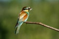 European bee-eater, Merops apiaster. The most colorful bird of Eurasia. The bird caught its prey. Royalty Free Stock Photo