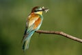 European bee-eater, Merops apiaster. The most colorful bird of Eurasia. The bird caught its prey. Royalty Free Stock Photo