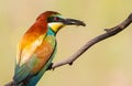 European bee-eater, Merops apiaster. The most colorful bird of Eurasia. Bird caught prey Royalty Free Stock Photo
