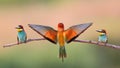 European bee-eater (Merops Apiaster)