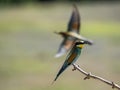 European bee-eater Merops Apiaster in natural habitat