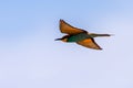 European bee-eater or Merops Apiaster fly in natural habitat